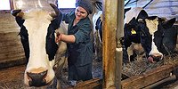 Рога и копыта ограничат числом