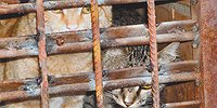 Городским кошкам объявили амнистию