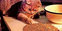 Есть нельзя выкинуть