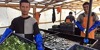 Велика Русь, а урожай убирать некому?!