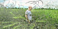 ИСКОННО НАШИ СПАРЖА И БУРРАТА