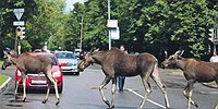 Животный урбанизм