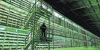 Новые русские фермеры