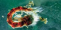 Каждая личинка — индивидуальность