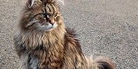 Кошки, электричество, дороги